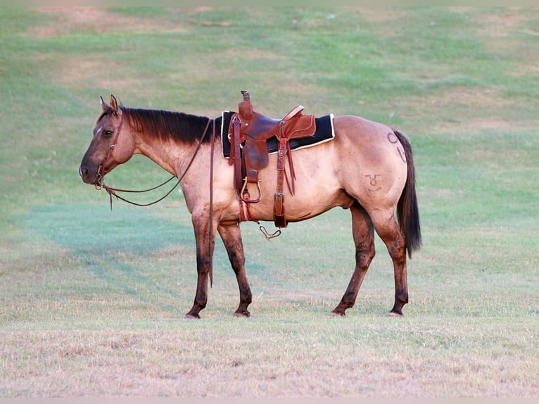 Quarter horse américain Hongre 13 Ans Grullo in Stephenville TX