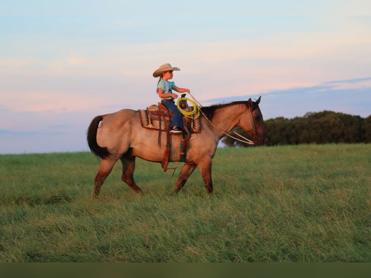 Quarter horse américain Hongre 13 Ans Grullo in Stephenville TX