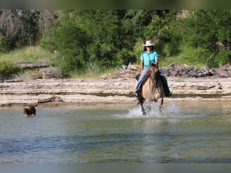 Quarter horse américain Hongre 13 Ans Grullo in Stephenville TX