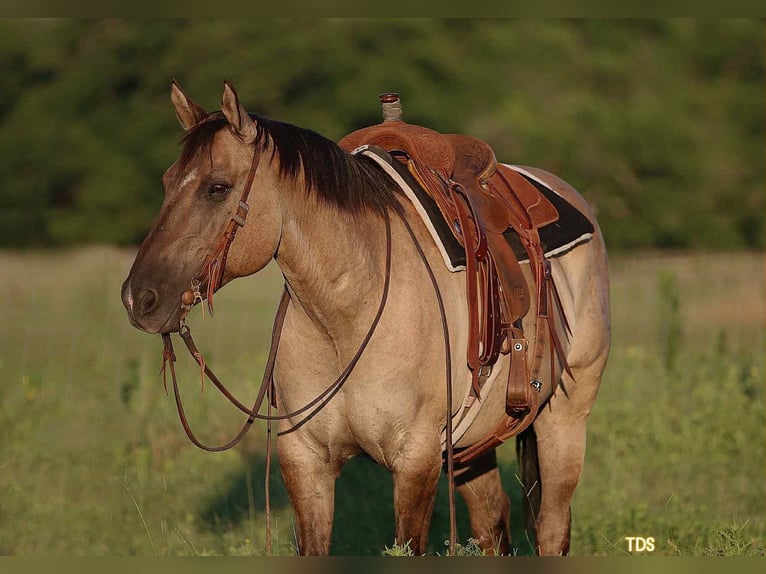Quarter horse américain Hongre 13 Ans Grullo in Stephenville TX
