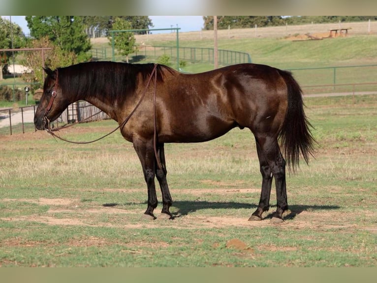 Quarter horse américain Hongre 13 Ans Noir in Cleburne, TX