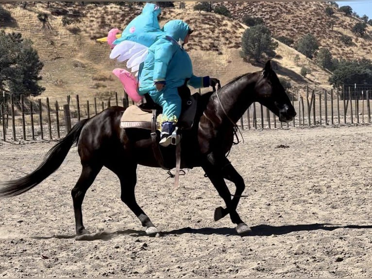 Quarter horse américain Hongre 13 Ans Noir in Bitterwater, CA