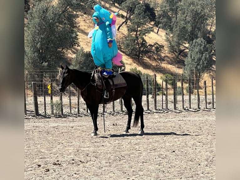 Quarter horse américain Hongre 13 Ans Noir in Bitterwater, CA