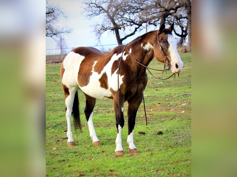 Quarter horse américain Hongre 13 Ans Overo-toutes couleurs in Weatherford TX