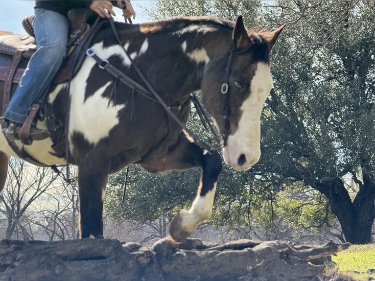 Quarter horse américain Hongre 13 Ans Overo-toutes couleurs in Weatherford TX