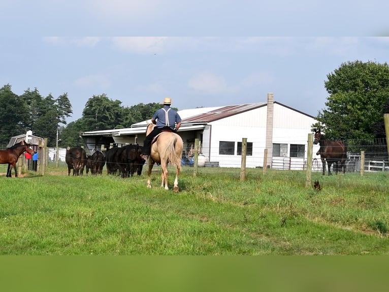 Quarter horse américain Hongre 13 Ans Palomino in Rebersburg, PA
