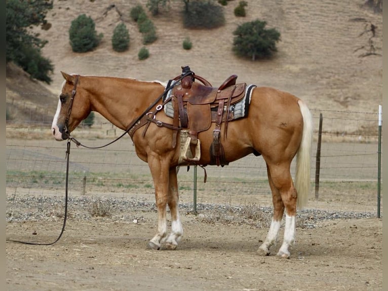 Quarter horse américain Hongre 13 Ans Palomino in Paicines, ca