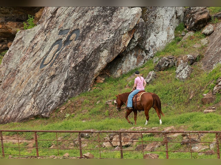 Quarter horse américain Hongre 13 Ans Rouan Rouge in Quitman
