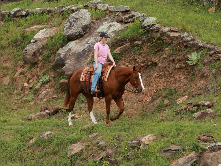 Quarter horse américain Hongre 13 Ans Rouan Rouge in Quitman