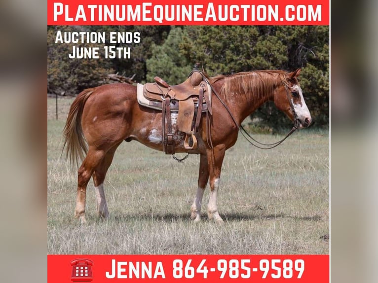 Quarter horse américain Hongre 13 Ans Rouan Rouge in Cottonwood AZ