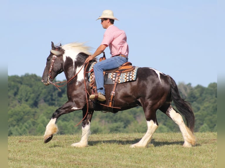 Quarter horse américain Hongre 13 Ans Tobiano-toutes couleurs in Brodhead Ky