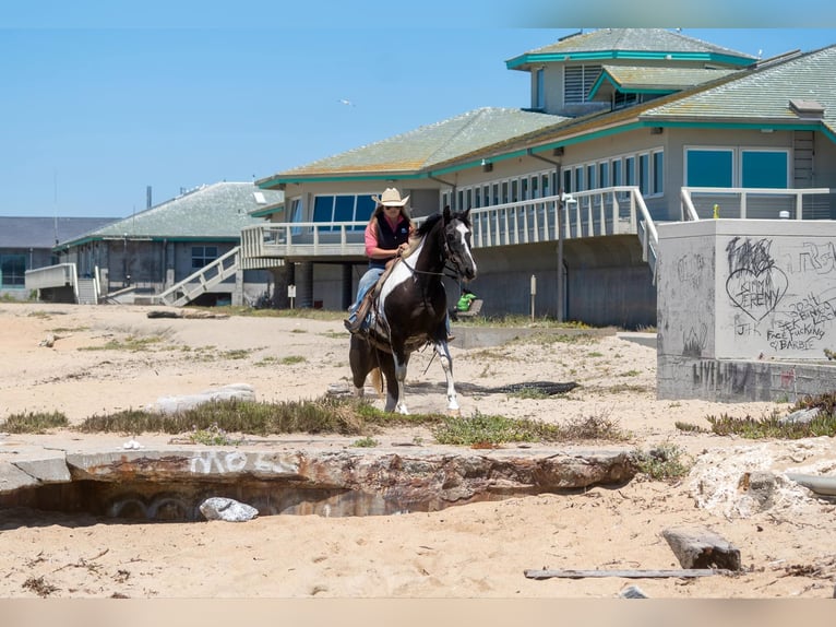 Quarter horse américain Hongre 13 Ans Tobiano-toutes couleurs in Lodi CA