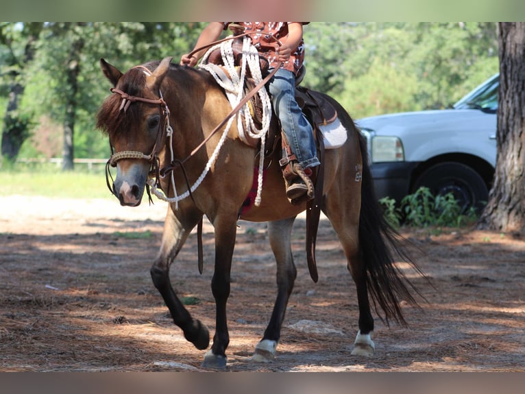 Quarter horse américain Hongre 14 Ans 114 cm Buckskin in Willis POint TX