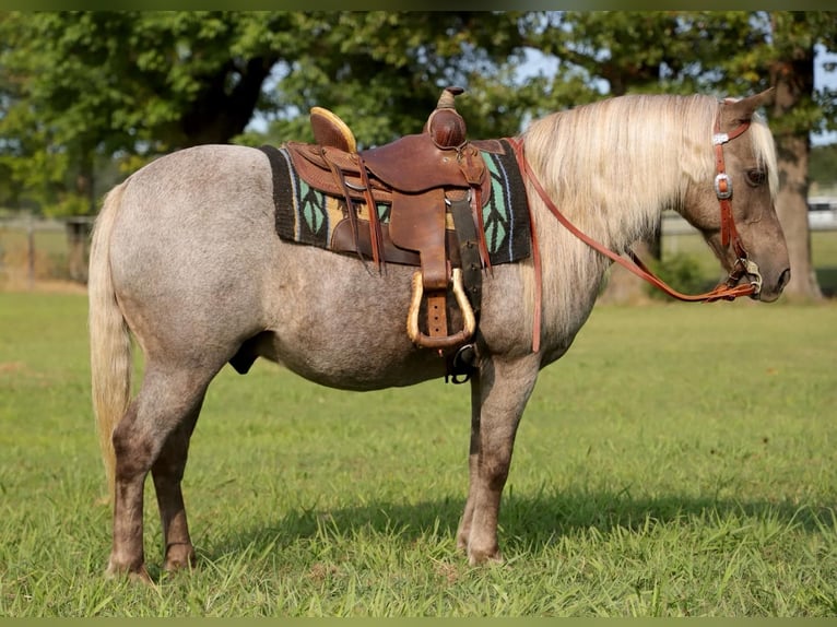 Quarter horse américain Hongre 14 Ans 119 cm Bai in Sallisaw OK