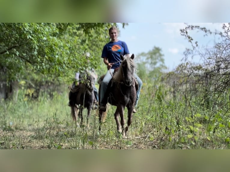 Quarter horse américain Hongre 14 Ans 122 cm Bai in wallingford Ky