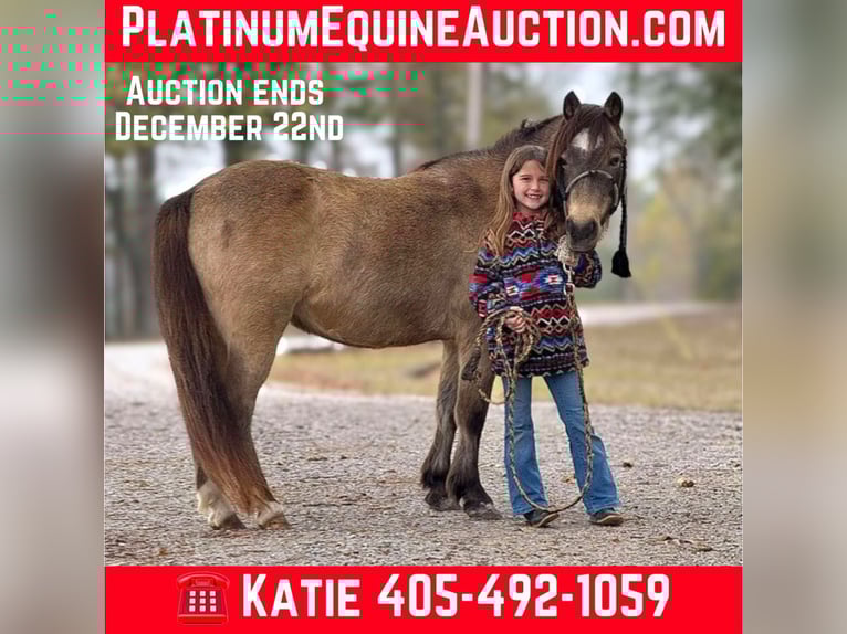 Quarter horse américain Hongre 14 Ans 122 cm Buckskin in Brierfield AL