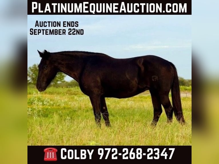 Quarter horse américain Hongre 14 Ans 122 cm Noir in Forney TX