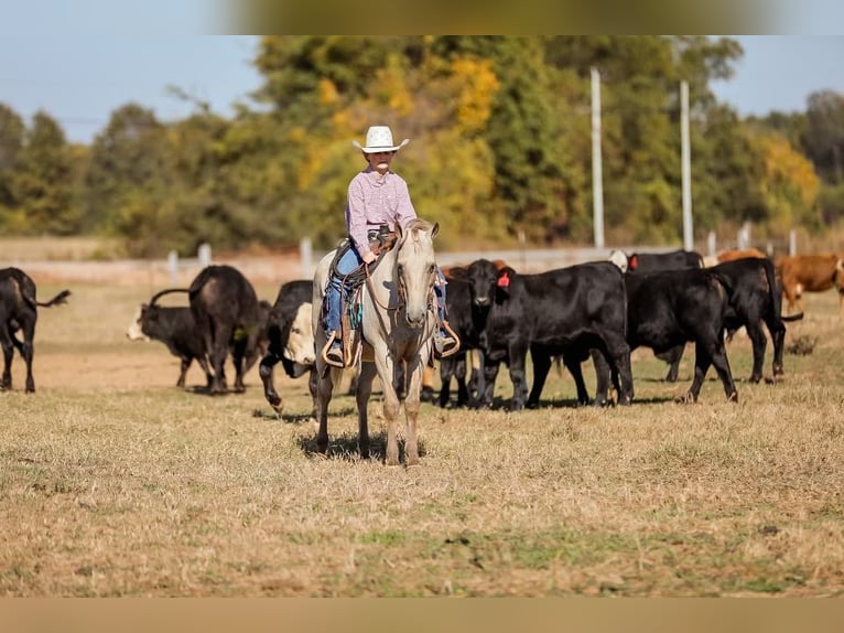 Quarter horse américain Hongre 14 Ans 124 cm Champagne in Mt Hope Al