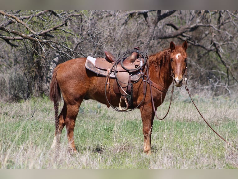 Quarter horse américain Hongre 14 Ans 137 cm Alezan cuivré in Brownwood TX