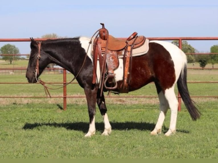 Quarter horse américain Hongre 14 Ans 137 cm Noir in Grand Saline TX