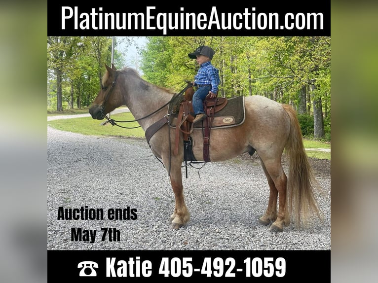 Quarter horse américain Hongre 14 Ans 137 cm Rouan Rouge in Brierfield Al