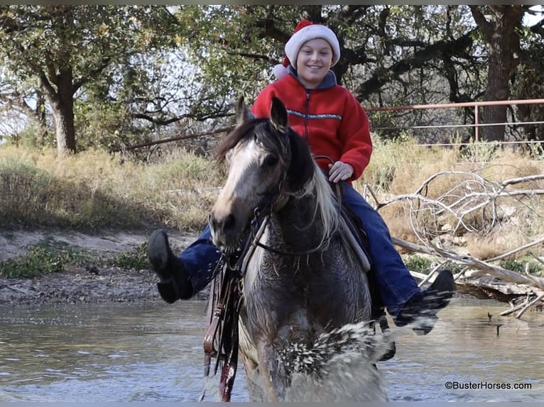Quarter horse américain Hongre 14 Ans 137 cm Tobiano-toutes couleurs in Weatherford TX