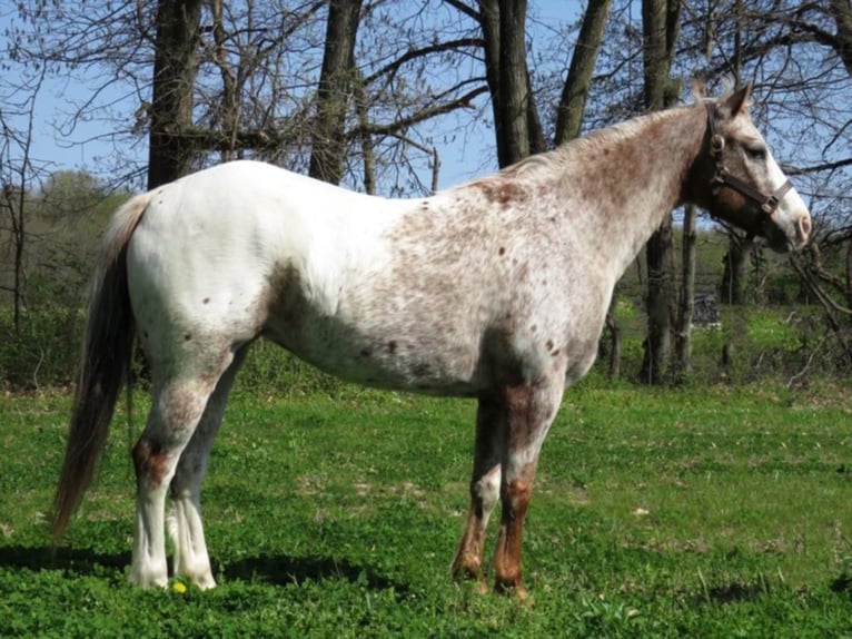 Quarter horse américain Hongre 14 Ans 140 cm Blanc in Effingham Il