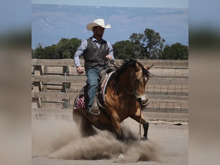 Quarter horse américain Hongre 14 Ans 140 cm Buckskin in hotchkiss Co