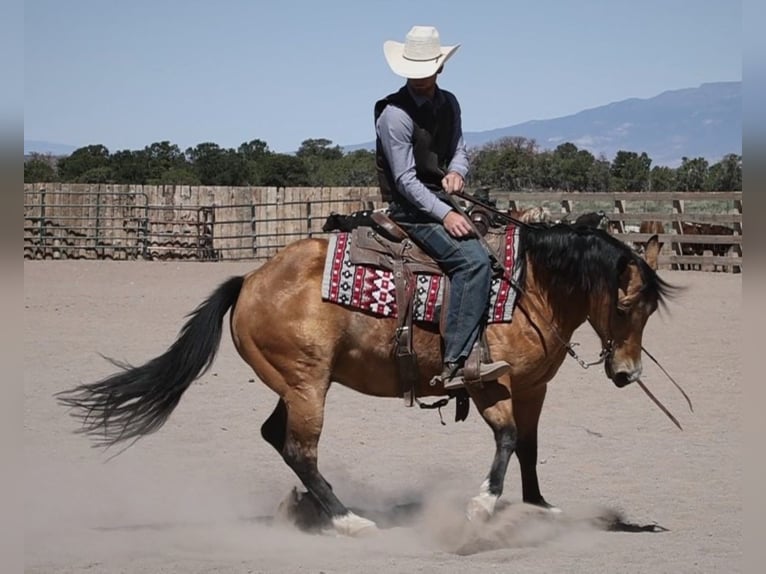 Quarter horse américain Hongre 14 Ans 140 cm Buckskin in hotchkiss Co