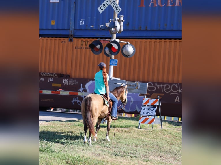 Quarter horse américain Hongre 14 Ans 140 cm Buckskin in Forney