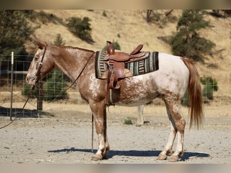 Quarter horse américain Hongre 14 Ans 142 cm Alezan brûlé in Paicines CA