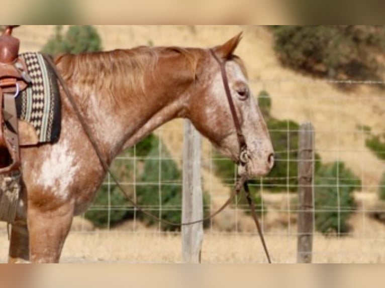 Quarter horse américain Hongre 14 Ans 142 cm Alezan brûlé in Paicines CA