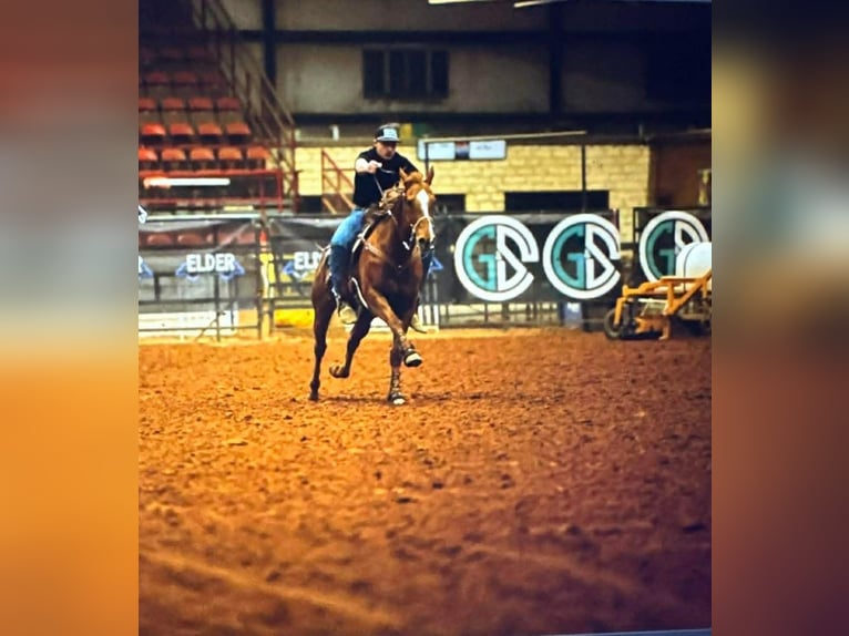 Quarter horse américain Croisé Hongre 14 Ans 142 cm Alezan cuivré in Poolville