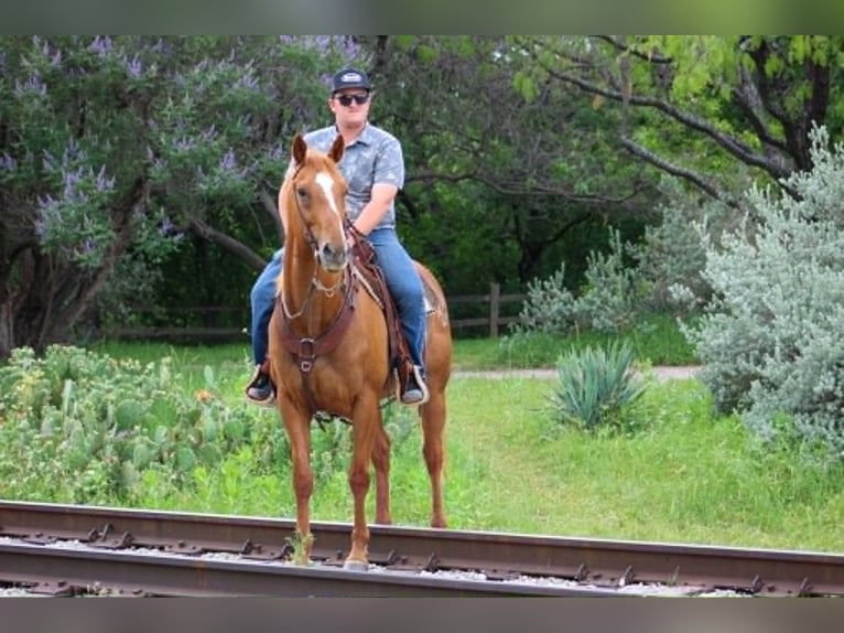 Quarter horse américain Croisé Hongre 14 Ans 142 cm Alezan cuivré in Poolville
