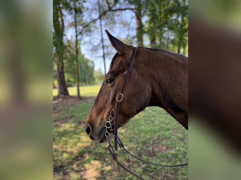 Quarter horse américain Hongre 14 Ans 142 cm Bai cerise in Carnesville, GA