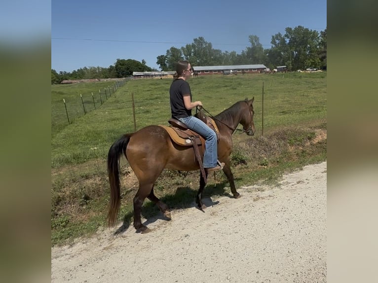 Quarter horse américain Hongre 14 Ans 142 cm Bai cerise in Carnesville, GA