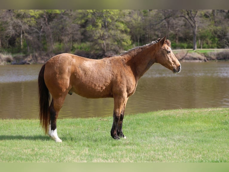 Quarter horse américain Hongre 14 Ans 142 cm Buckskin in Forney
