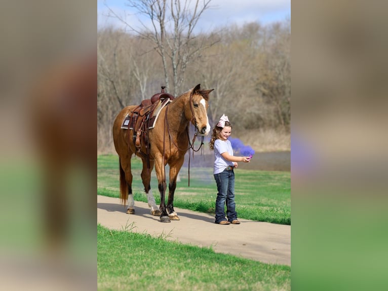 Quarter horse américain Hongre 14 Ans 142 cm Buckskin in Forney