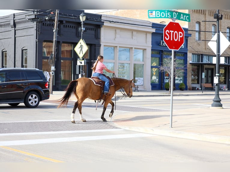 Quarter horse américain Hongre 14 Ans 142 cm Buckskin in Forney