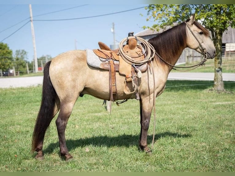 Quarter horse américain Hongre 14 Ans 142 cm Buckskin in Maysville KY
