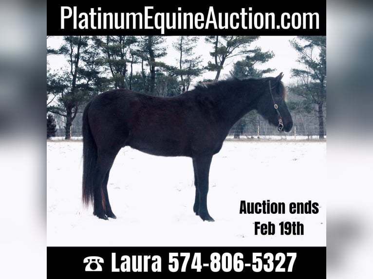 Quarter horse américain Hongre 14 Ans 142 cm Noir in North Judson