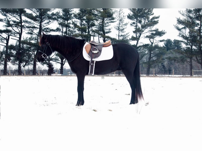 Quarter horse américain Hongre 14 Ans 142 cm Noir in North Judson