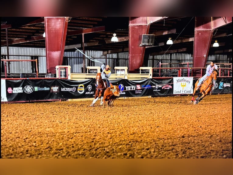 Quarter horse américain Hongre 14 Ans 142 cm Pinto in Stephenville