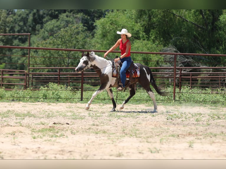 Quarter horse américain Hongre 14 Ans 142 cm Tobiano-toutes couleurs in Athens TX