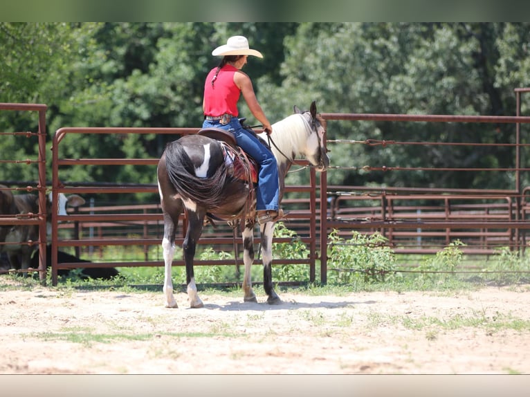 Quarter horse américain Hongre 14 Ans 142 cm Tobiano-toutes couleurs in Athens TX