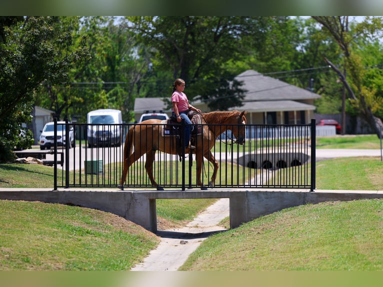 Quarter horse américain Hongre 14 Ans 142 cm  in Forney