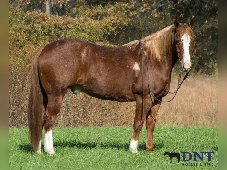 Quarter horse américain Hongre 14 Ans 147 cm Alezan brûlé in Henderson