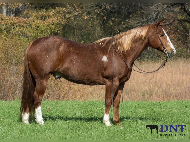 Quarter horse américain Hongre 14 Ans 147 cm Alezan brûlé in Henderson