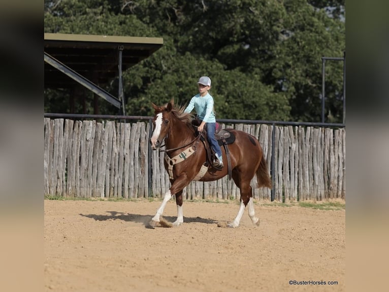 Quarter horse américain Hongre 14 Ans 147 cm Alezan brûlé in Weatherford TX