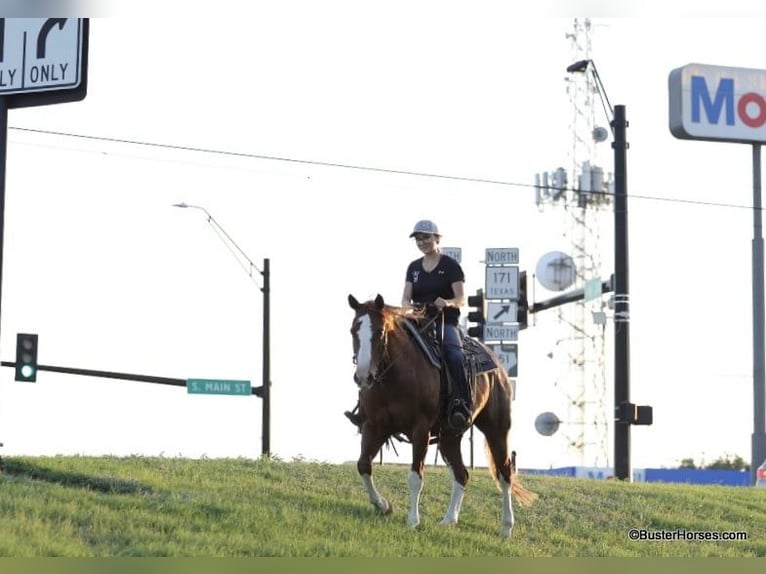 Quarter horse américain Hongre 14 Ans 147 cm Alezan brûlé in Weatherford TX